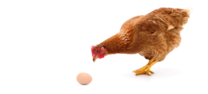 Henne + Ei; Bild: AdobeStock